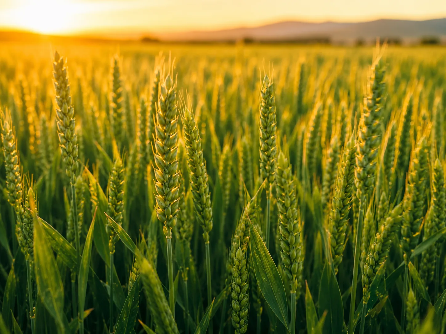Agripro detail 2